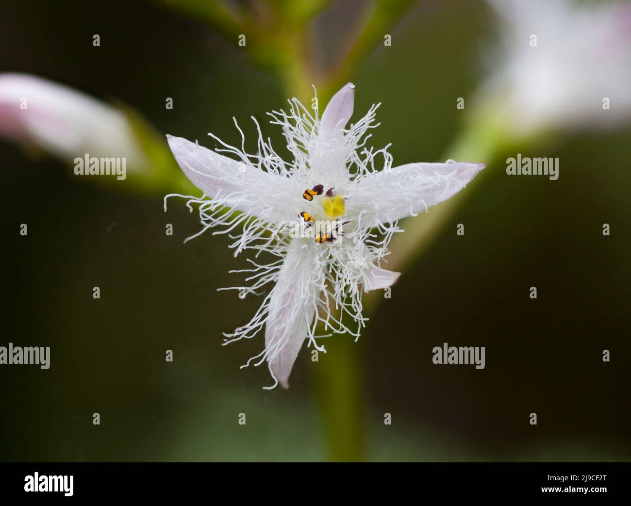 Planta de charca, Bogbean, Menyanthes trifoliata, flor peluda blanca Foto de stock
