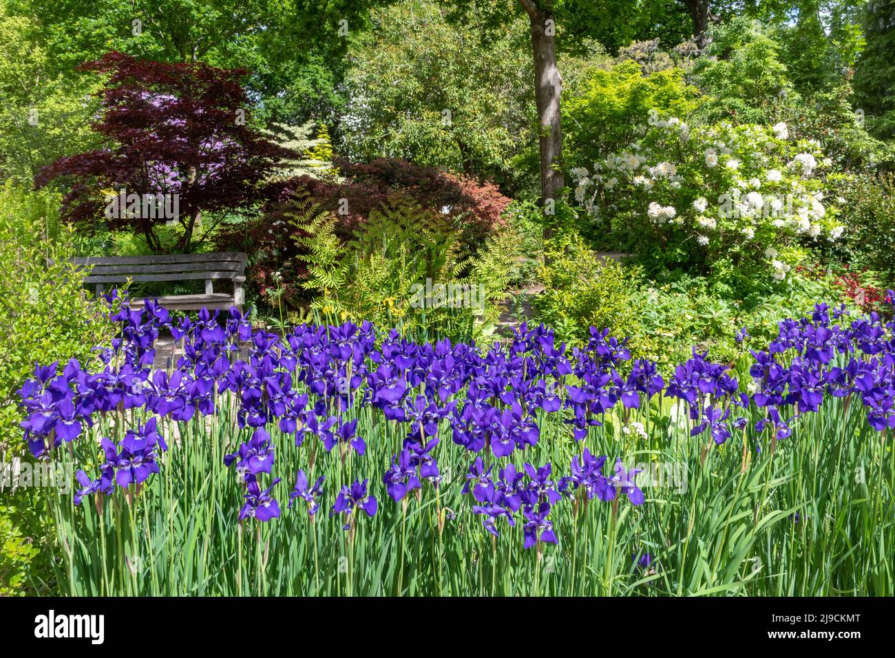 RHS Wisley Garden, vista del Rock Garden durante mayo o finales de la primavera, Surrey, Inglaterra, Reino Unido, con flores y arbustos púrpura de Iris 'Caesar's Brother' Foto de stock