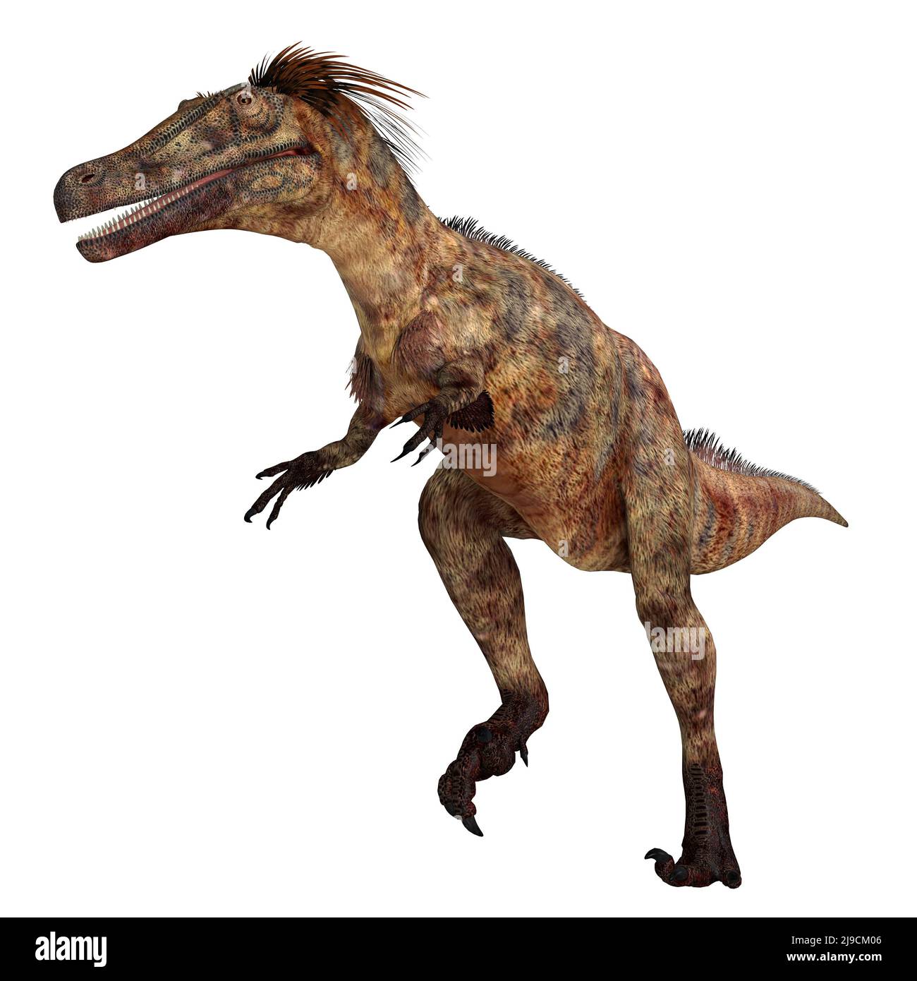 Austroraptor fue un dinosaurio terópodo carnívoro que vivió en Argentina durante el período Cretácico. Foto de stock
