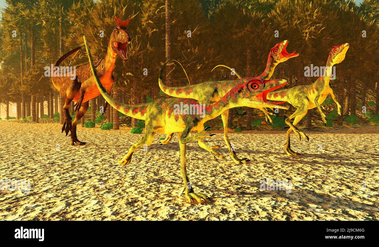 Los dinosaurios de Compsognathus corren por sus vidas como un depredador Cryolophosaurus trata de capturarlos durante la Edad Jurásica. Foto de stock