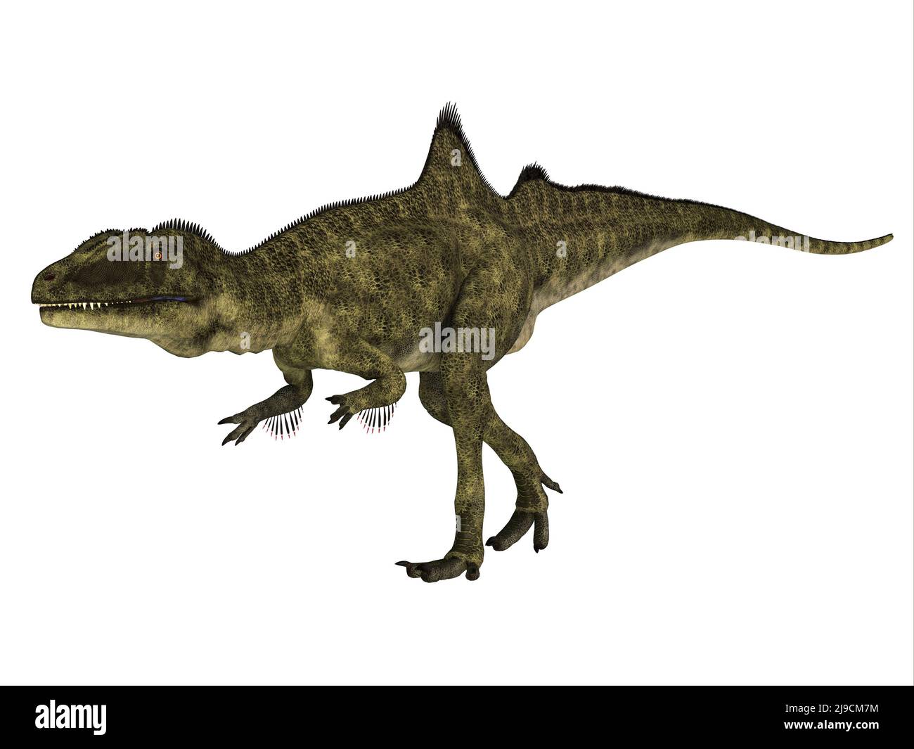 Concavenator era un dinosaurio terópodo carnívoro que vivió en España durante el período Cretácico. Foto de stock