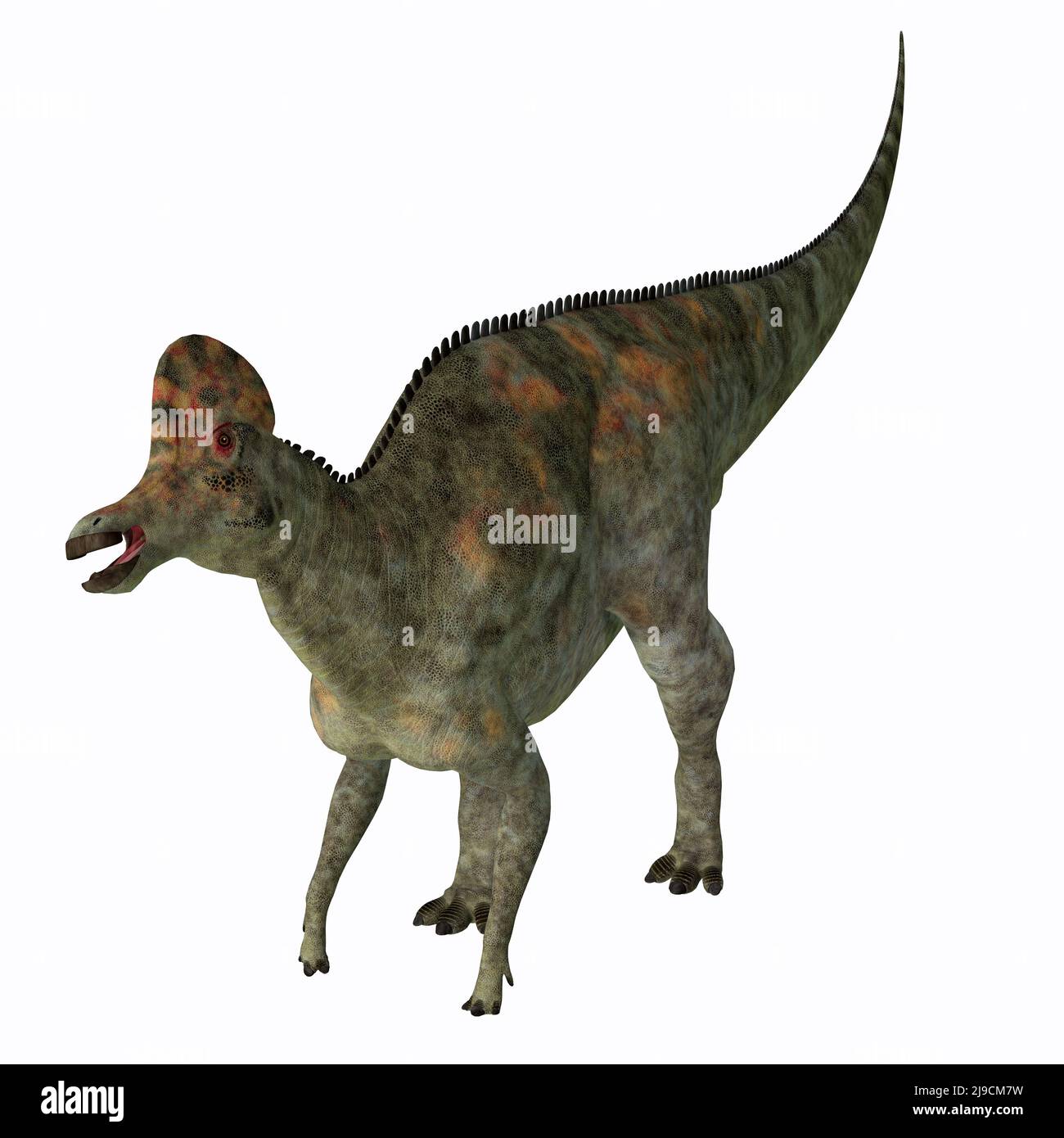 Corythosaurus era un dinosaurio de Hadrosauro de pico de pato que vivió en América del Norte durante el período Cretácico. Foto de stock