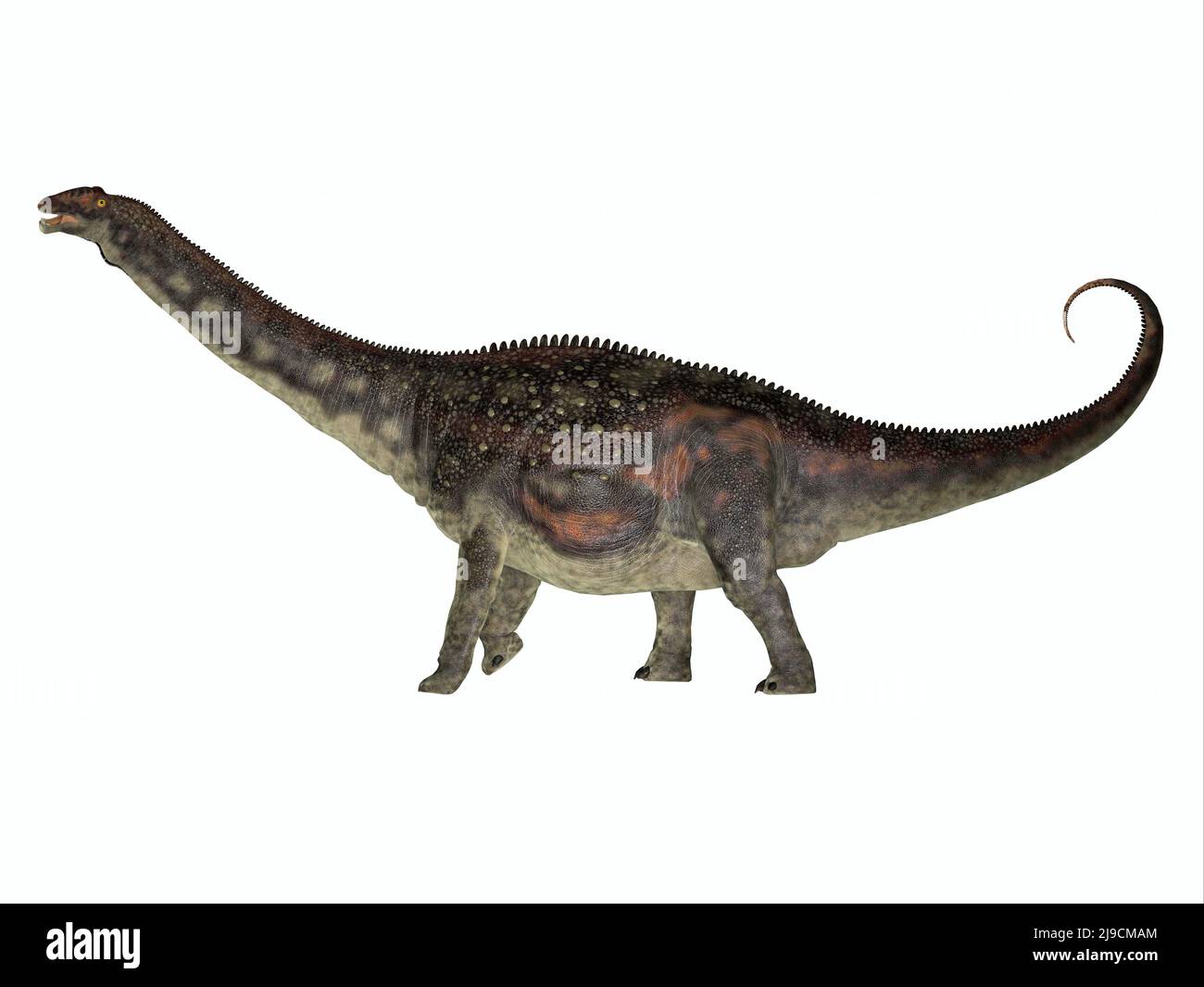 Diamantinasaurus fue un dinosaurio herbívoro de saurópodos que vivió en manadas en Australia durante el período Cretácico. Foto de stock