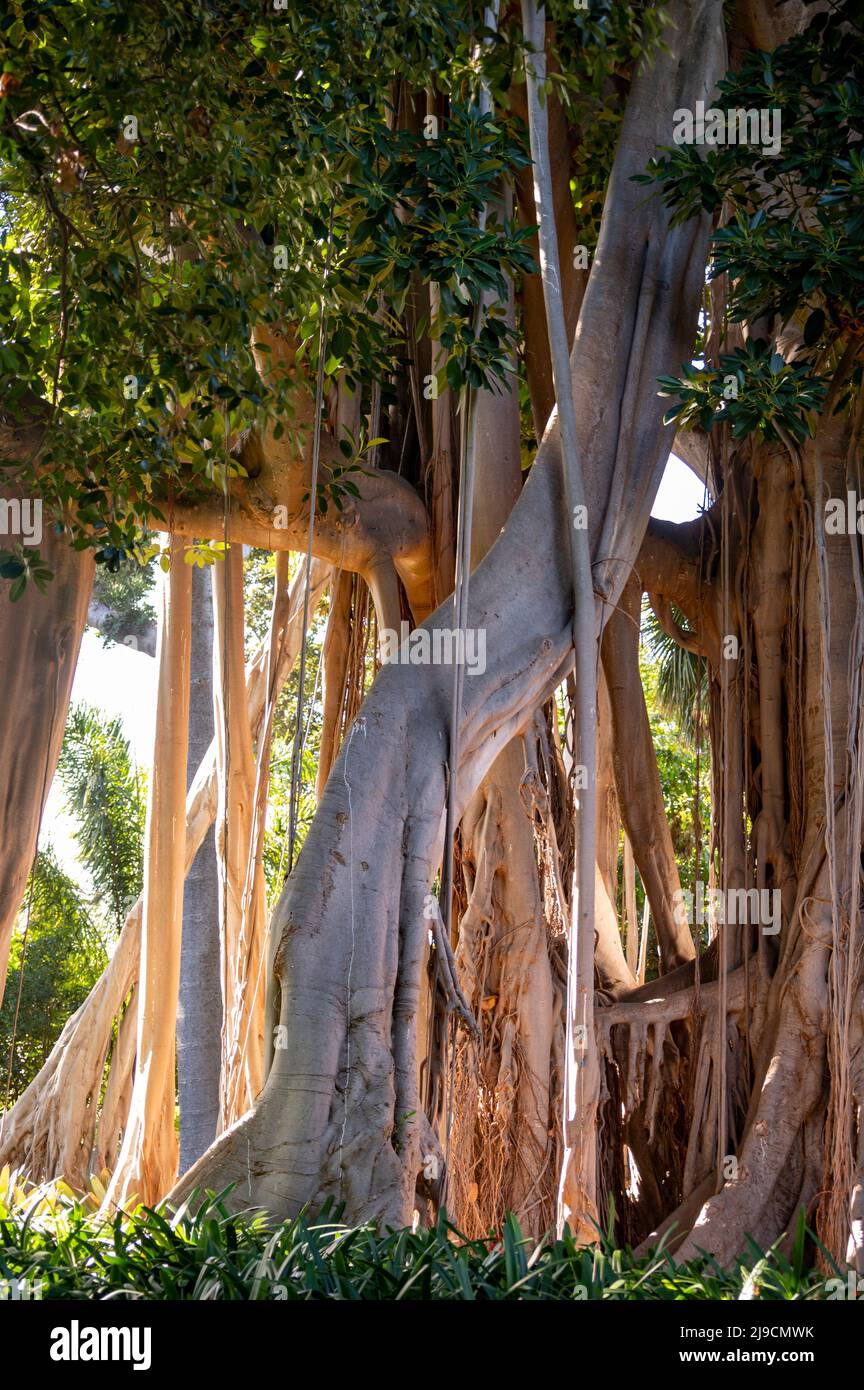 Árbol de ficus gigante con raíces colgantes en el jardín botánico de  Tenerife, Islas Canarias, España Fotografía de stock - Alamy