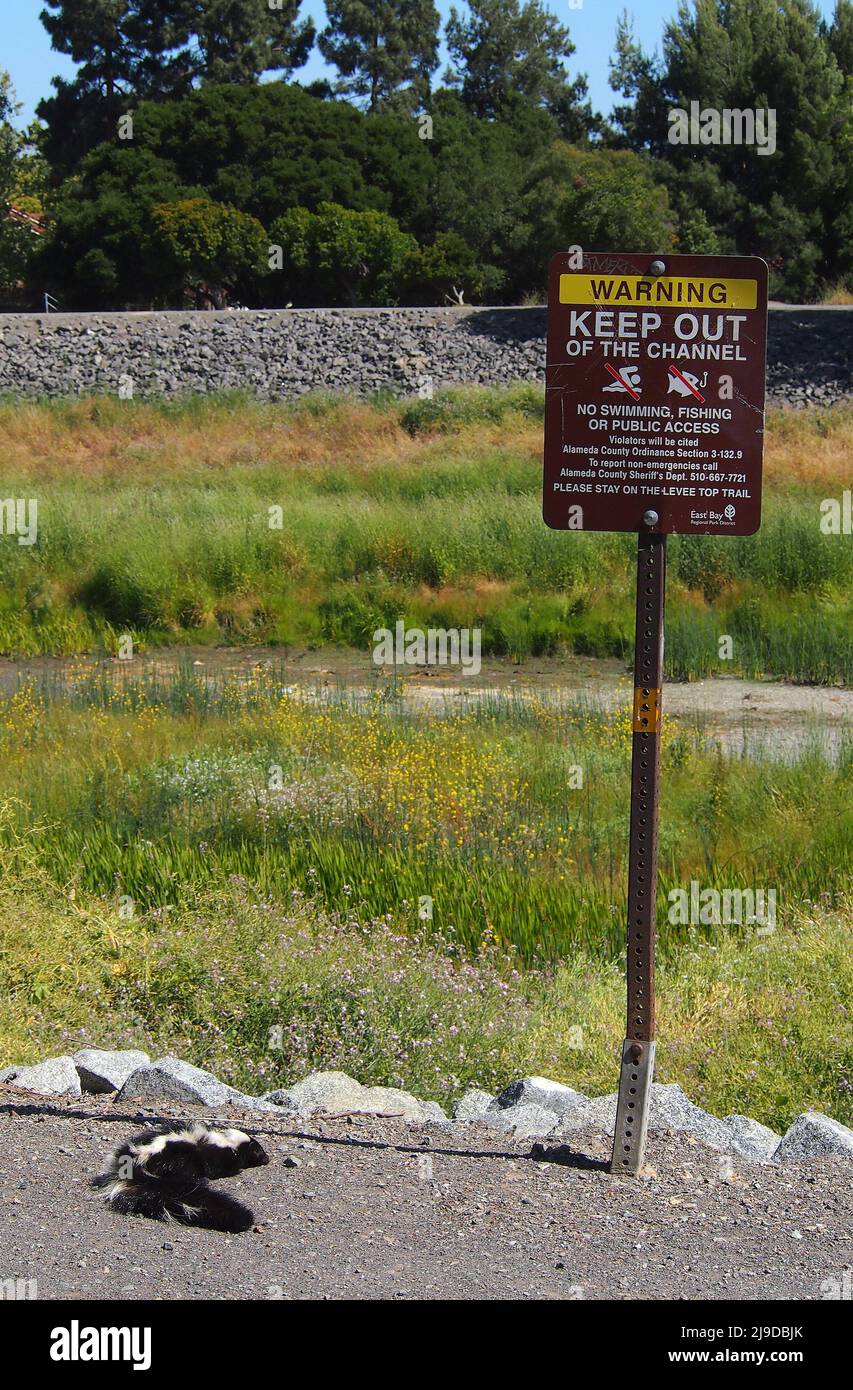 Un pedazo rayado herido o enfermo, Memphitis memphitis, a lo largo de la Alameda Creek Trail cerca de Cann Park en Union City, California Foto de stock