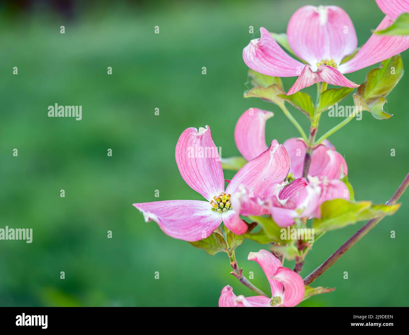 Arbusto de madera de perro con flores rosadas en flor Foto de stock