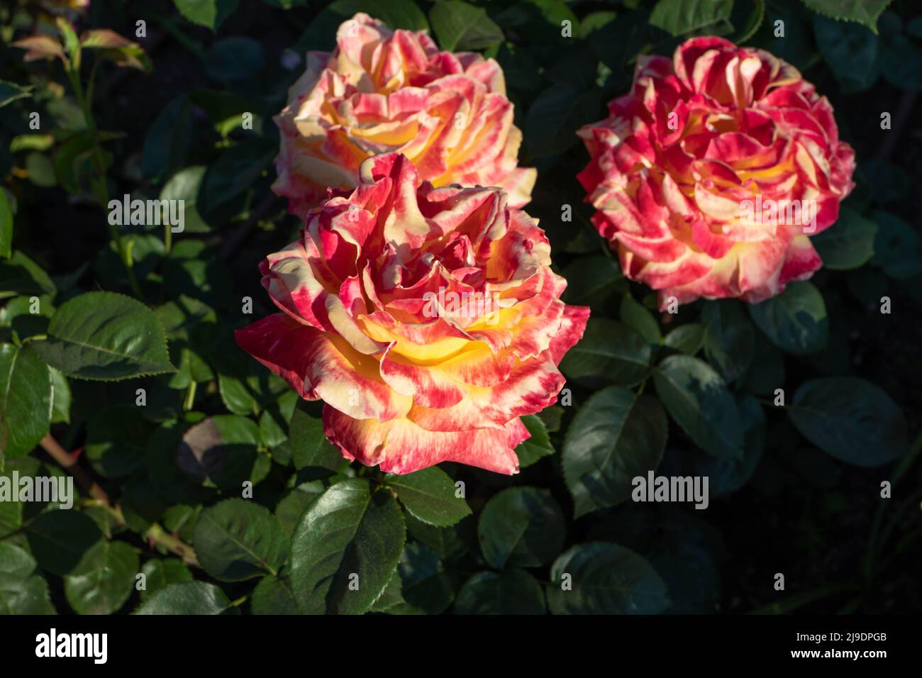 Tres brillantes flores color naranja rosa multicolor al atardecer en el jardín. Foto de stock