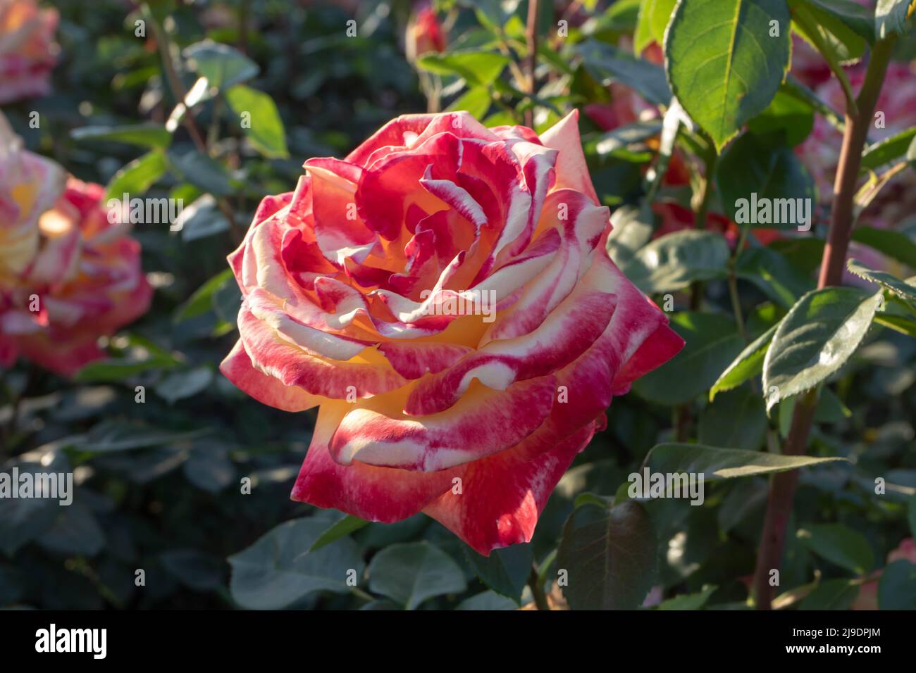 Brillante flor de rosas de color naranja multicolor al atardecer en el jardín. Foto de stock