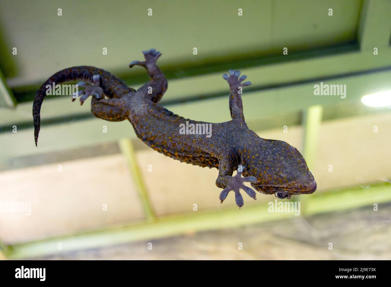 Turquoise Dwarf Gecko - Lygodactylus williamsi Escalar en un lado de vidrio de vivarium Foto de stock