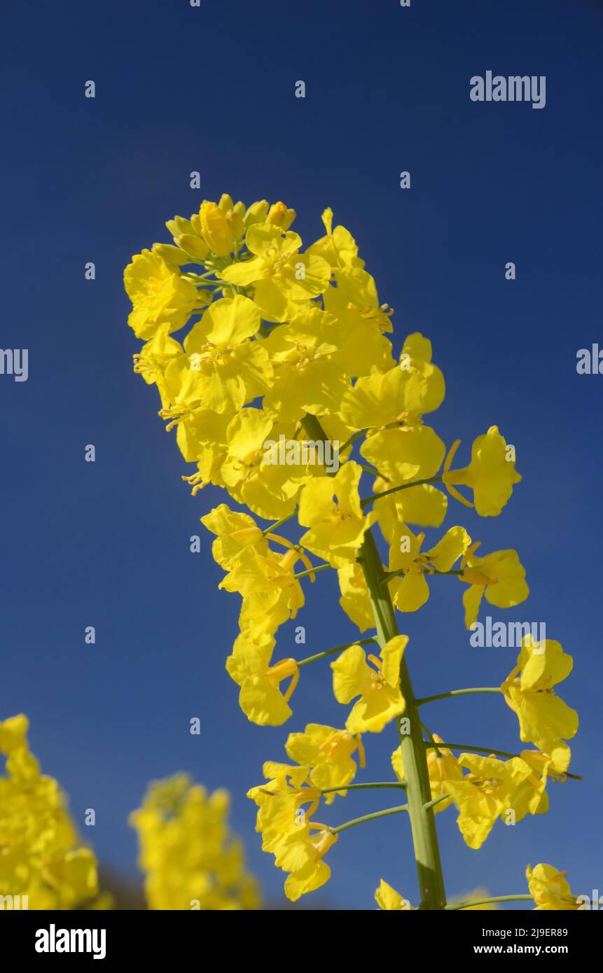 Closeuip sobre cabeza de colza con flores de fondo azul cielo, Foto de stock