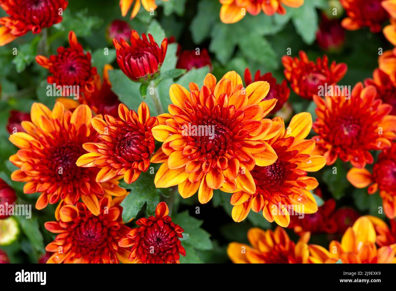Planta de crisantemo fotografías e imágenes de alta resolución - Alamy Planta de crisantemo fotografías e imágenes de alta resolución - Alamy