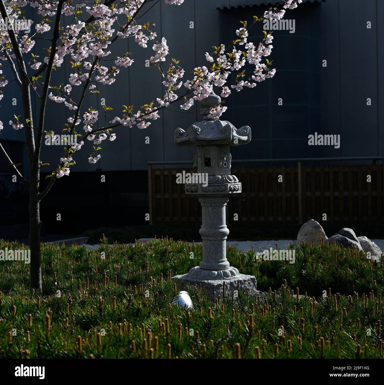 flores de cerezo y una linterna de piedra en un jardín japonés tradicional Foto de stock