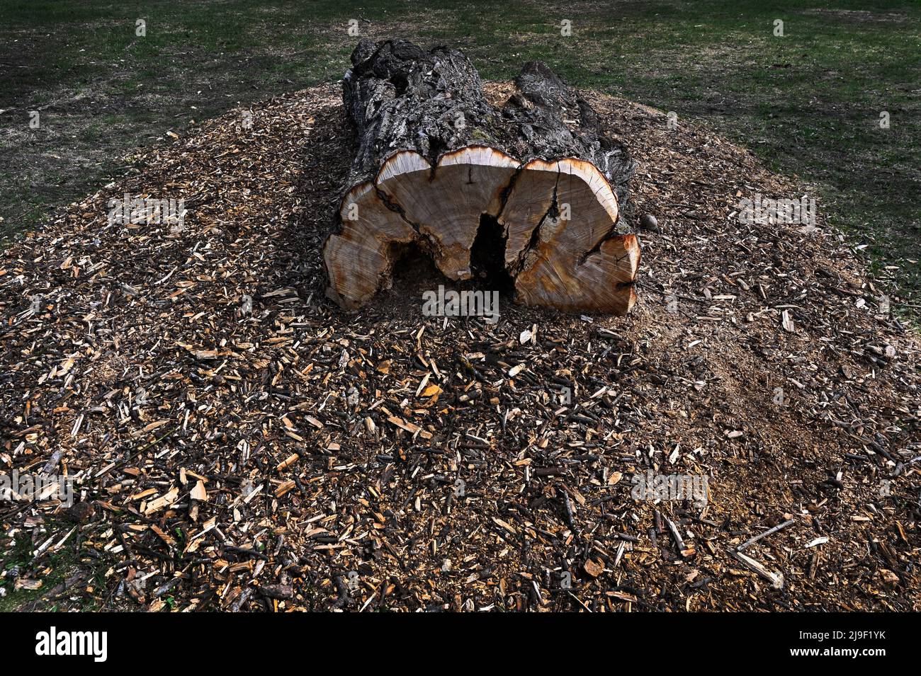 tronco de árbol en el parque, que se puede utilizar como banco Foto de stock