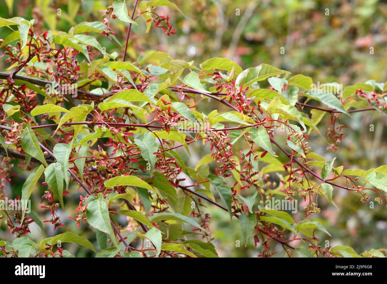 Follaje y flores del árbol de arce Acer davidii Serpentine Snakeback Foto de stock