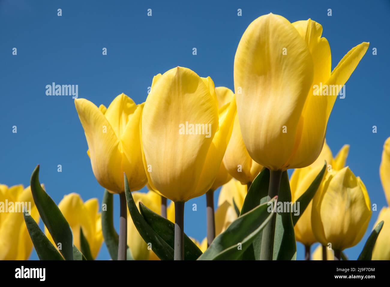 Julianadorp, Países Bajos, mayo de 2022. Tulipanes amarillos en flor contra  un fondo de cielo azul. Fotografías de alta calidad Fotografía de stock -  Alamy