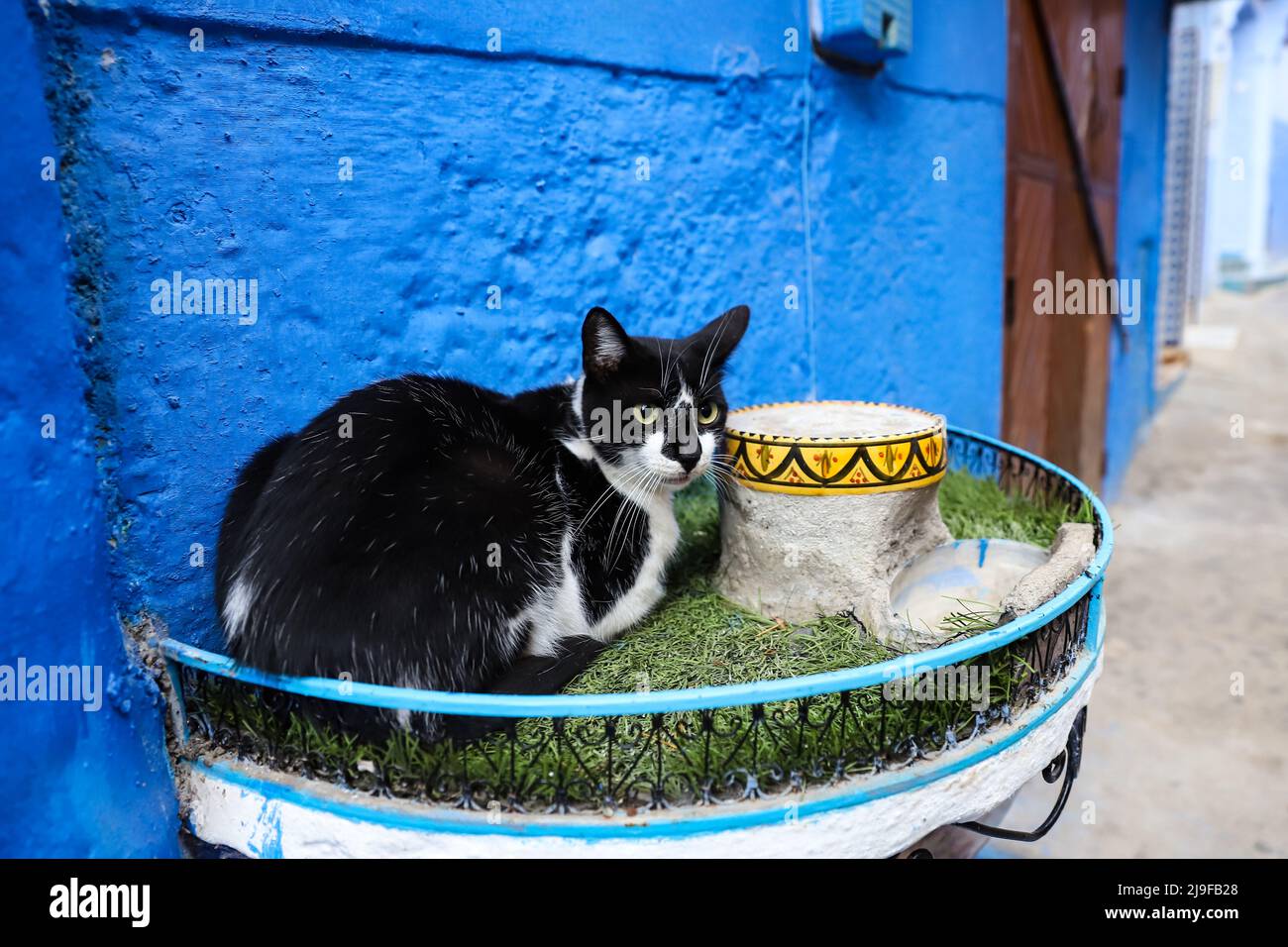 Un gato en la ciudad azul de Chefchaouen, Marruecos Fotografía de stock -  Alamy