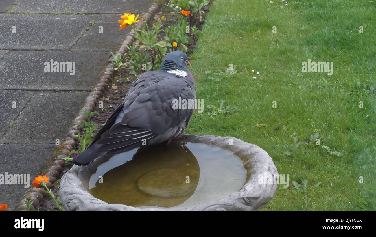 Paloma encaramado en el borde de un baño de pájaros. Columba livia domestica con espacio de copia Foto de stock