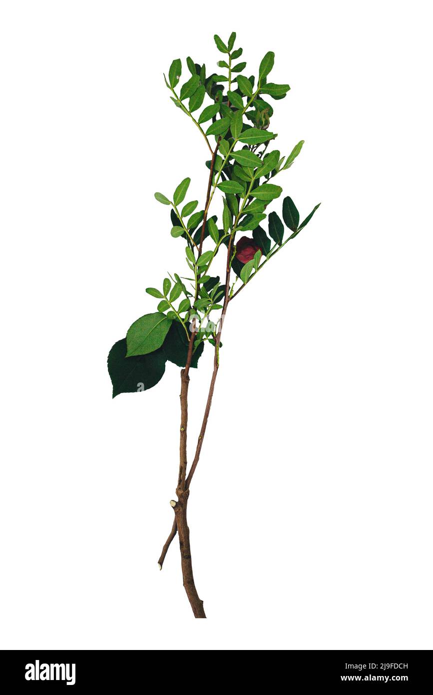 Rama de olivo, aislada sobre fondo blanco, ramas de olivo verde, árbol de fruta sobre fondo