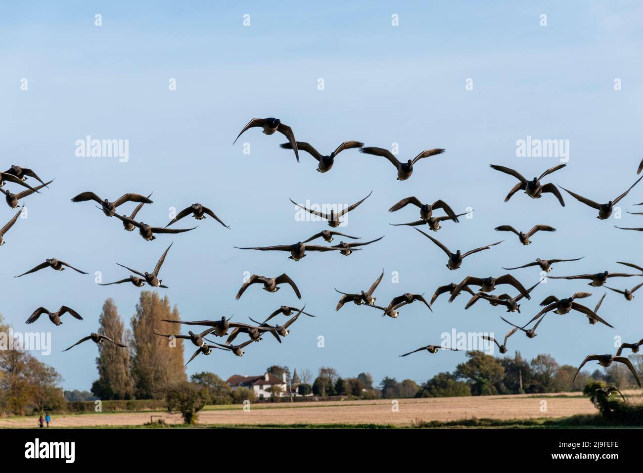 Brent Geese de vientre oscuro en vuelo sobre tierras de labranza Foto de stock