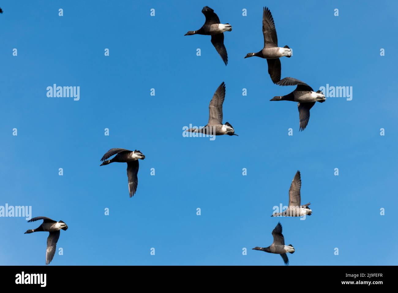 Brent Geese de vientre oscuro en vuelo sobre tierras de labranza Foto de stock