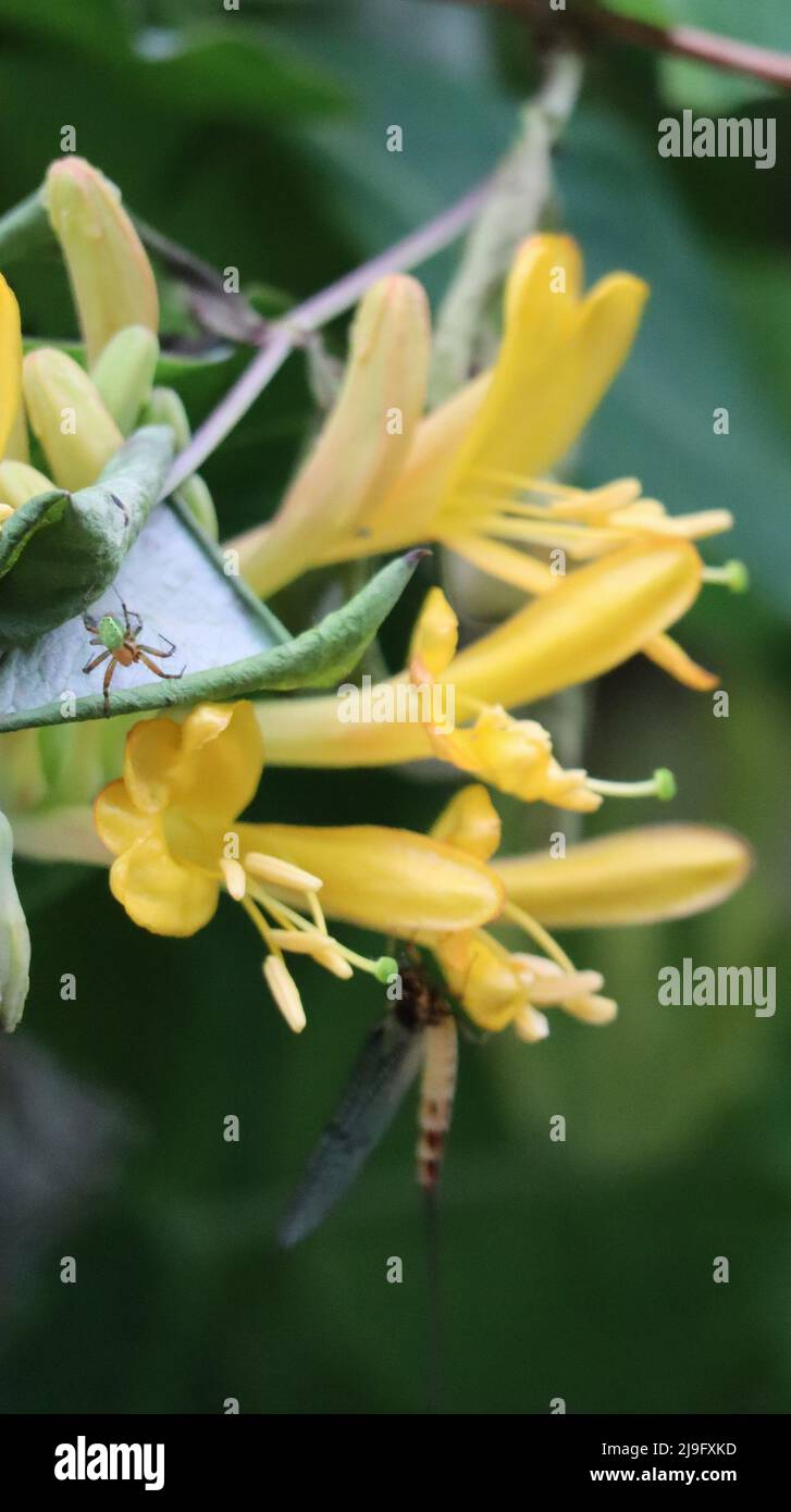 Araña de calabaza acecha en un Mayfly Foto de stock