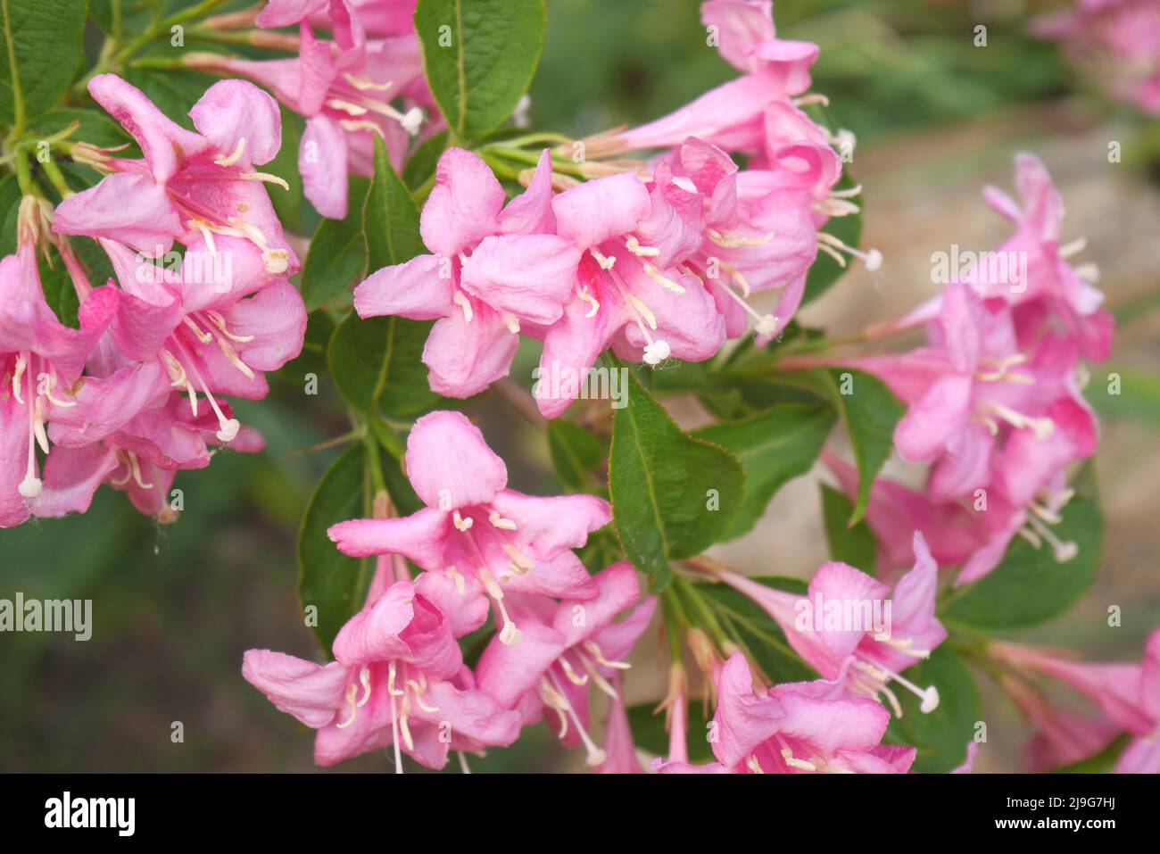 Flores de weigela rosa en un arbusto en un jardín, Szigethalom, Hungría Foto de stock