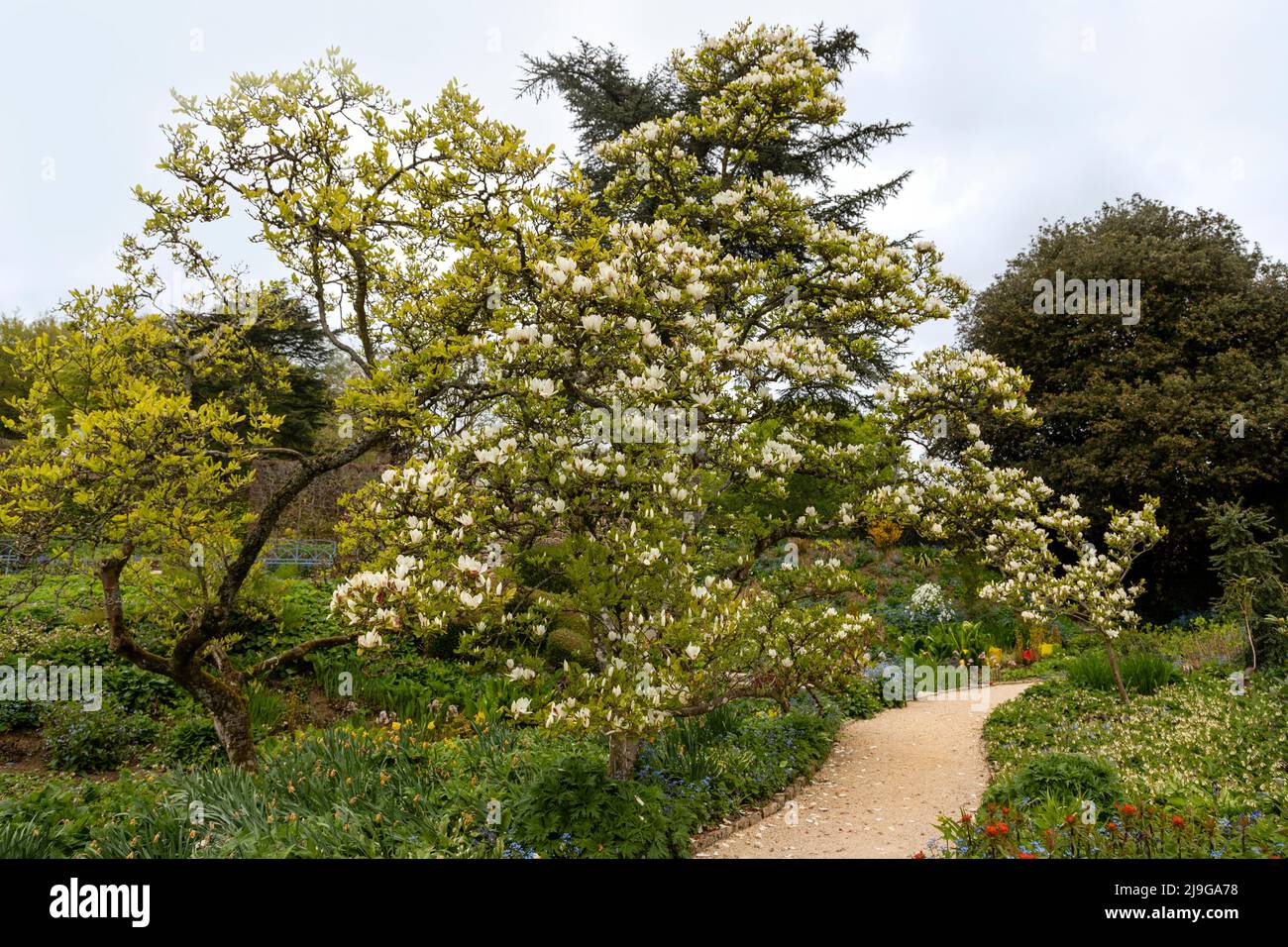 Flores primaverales en Hidcote Manor Garden, Cotswolds, Chipping Camden, Gloucestershire, Inglaterra, Reino Unido. Foto de stock