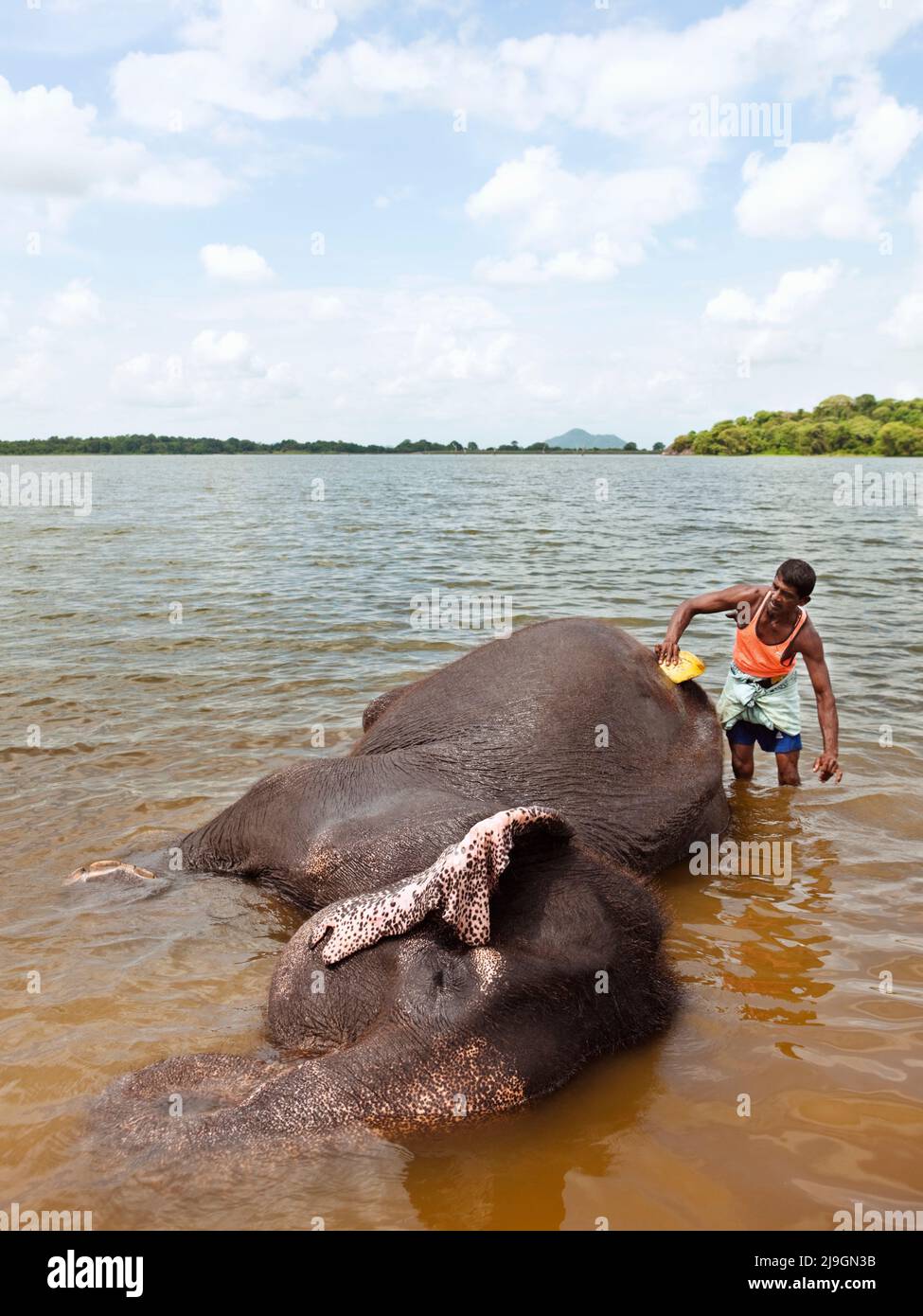 Baño de Elefantes en el Lago Kandalama, Herencia Kandalama, Sri Lanka. Ran Manika, el elefante residente, disfruta de su baño diario con su mahout Kiriban. Foto de stock