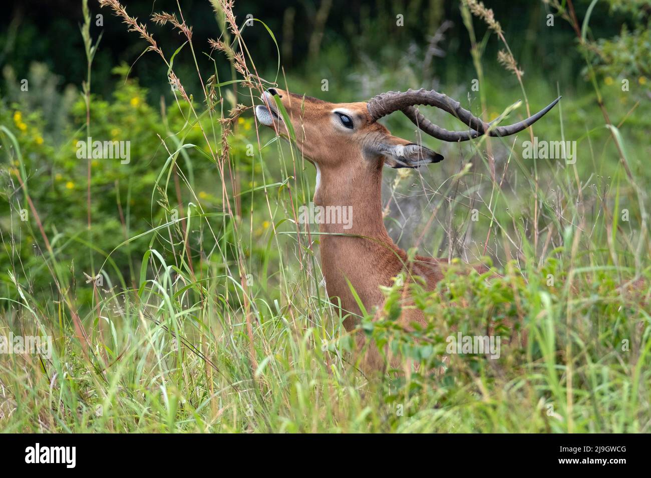 Impala masculina (Aepyceros melampus) comiendo pasto en el Parque de Humedales iSimangaliso, KwaZulu-Natal, Sudáfrica Foto de stock