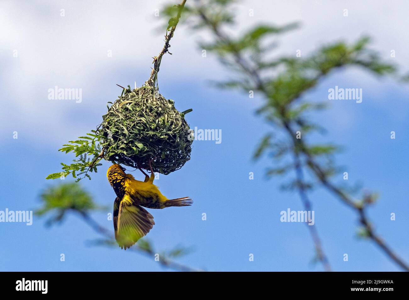 Tejedor enmascarado meridional / Tejedor enmascarado africano (Ploceus velatus) nido de construcción macho con tiras de pasto, provincia de Mpumalanga, Sudáfrica Foto de stock