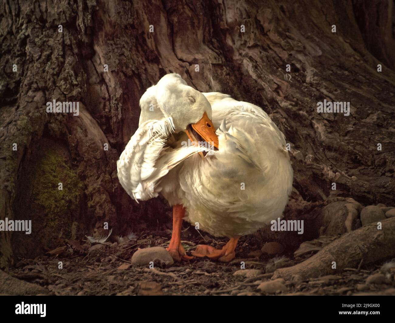 Pato americano de pekin que se preenera contra un árbol de roble Foto de stock