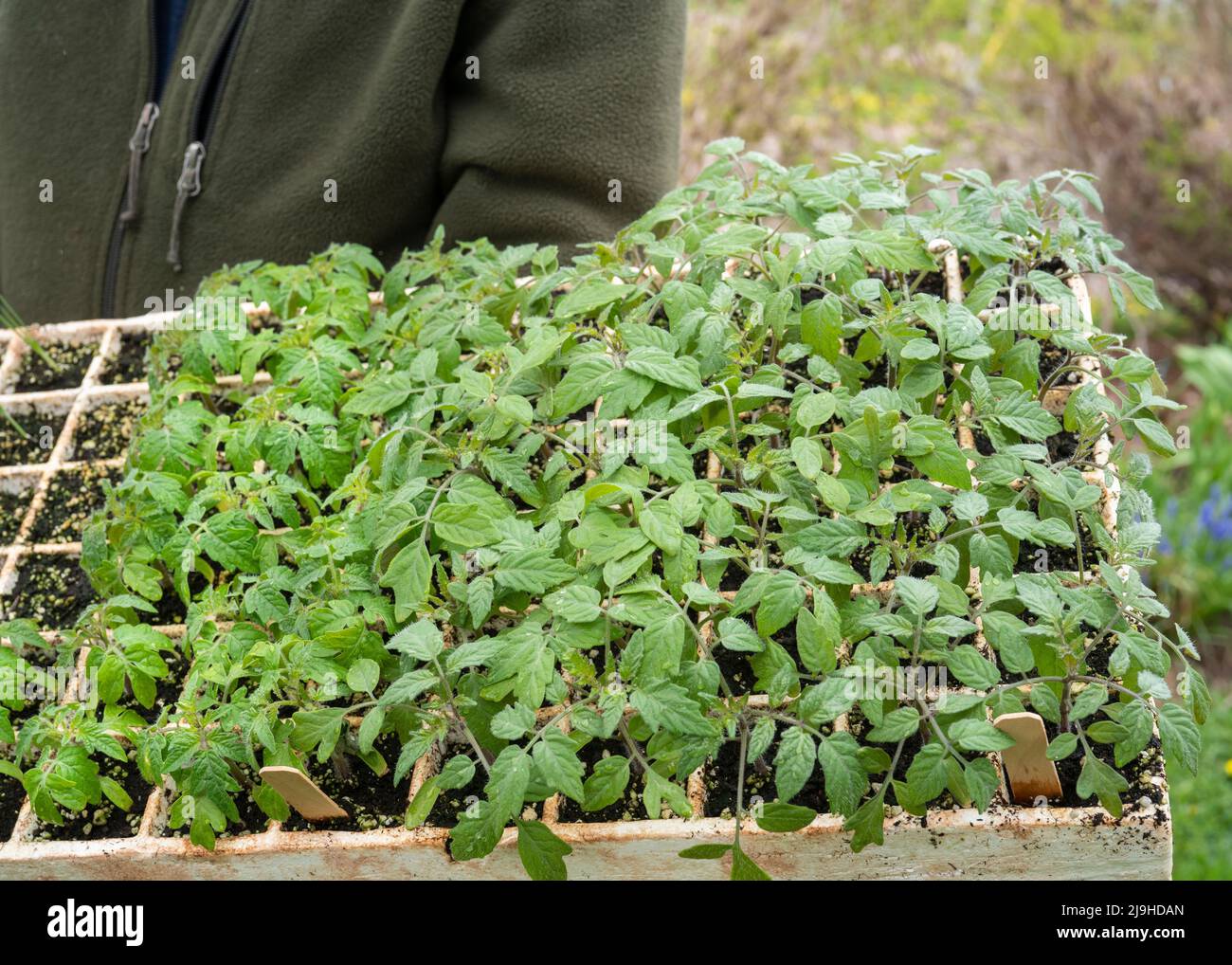 Trasplantes de tomate jóvenes creciendo en una bandeja de espuma de estira Foto de stock