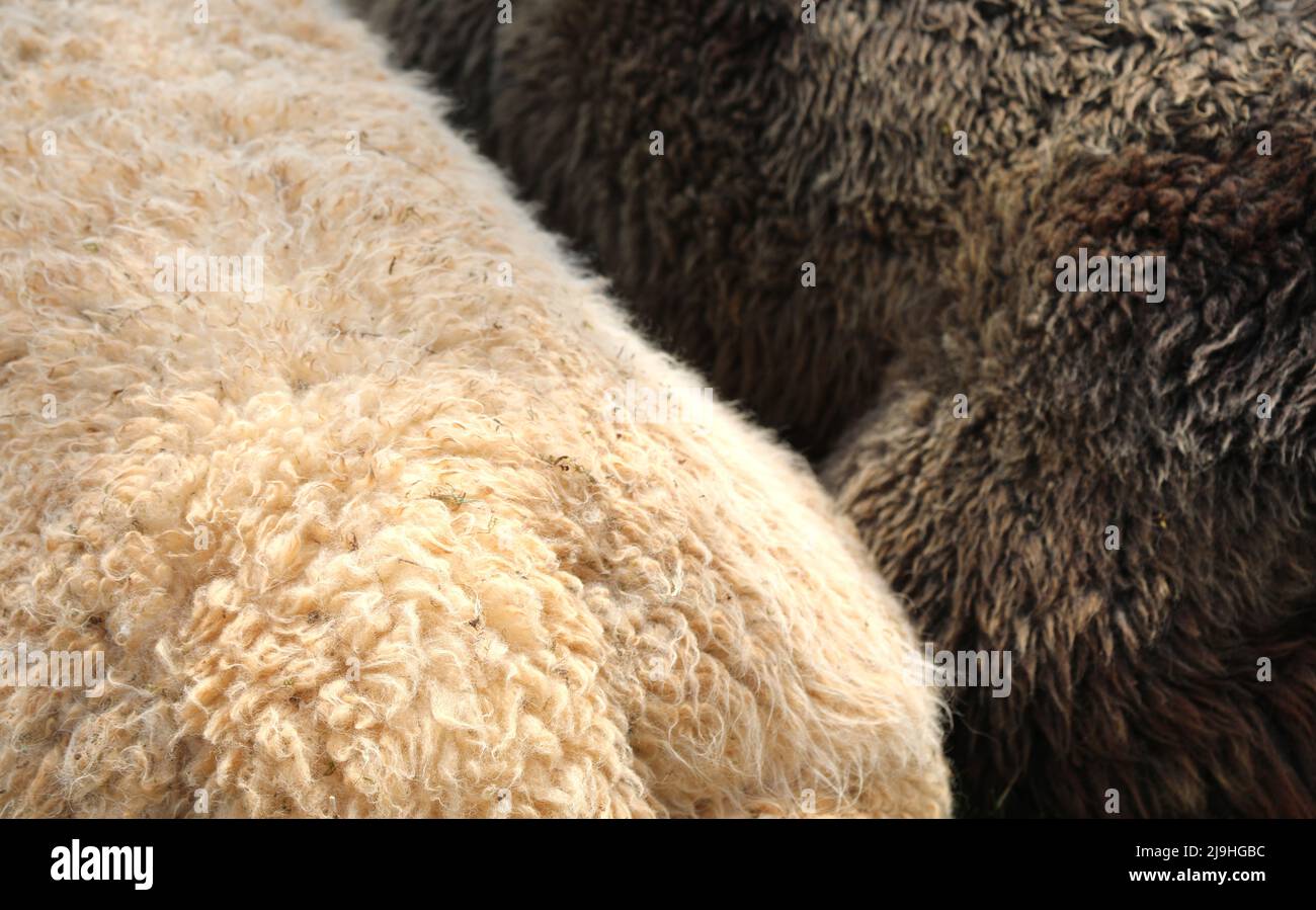 Felpa de lana suave de dos mamíferos LAMA, uno blanco y otro marrón antes  de esquilar para obtener la fibra textil Fotografía de stock - Alamy