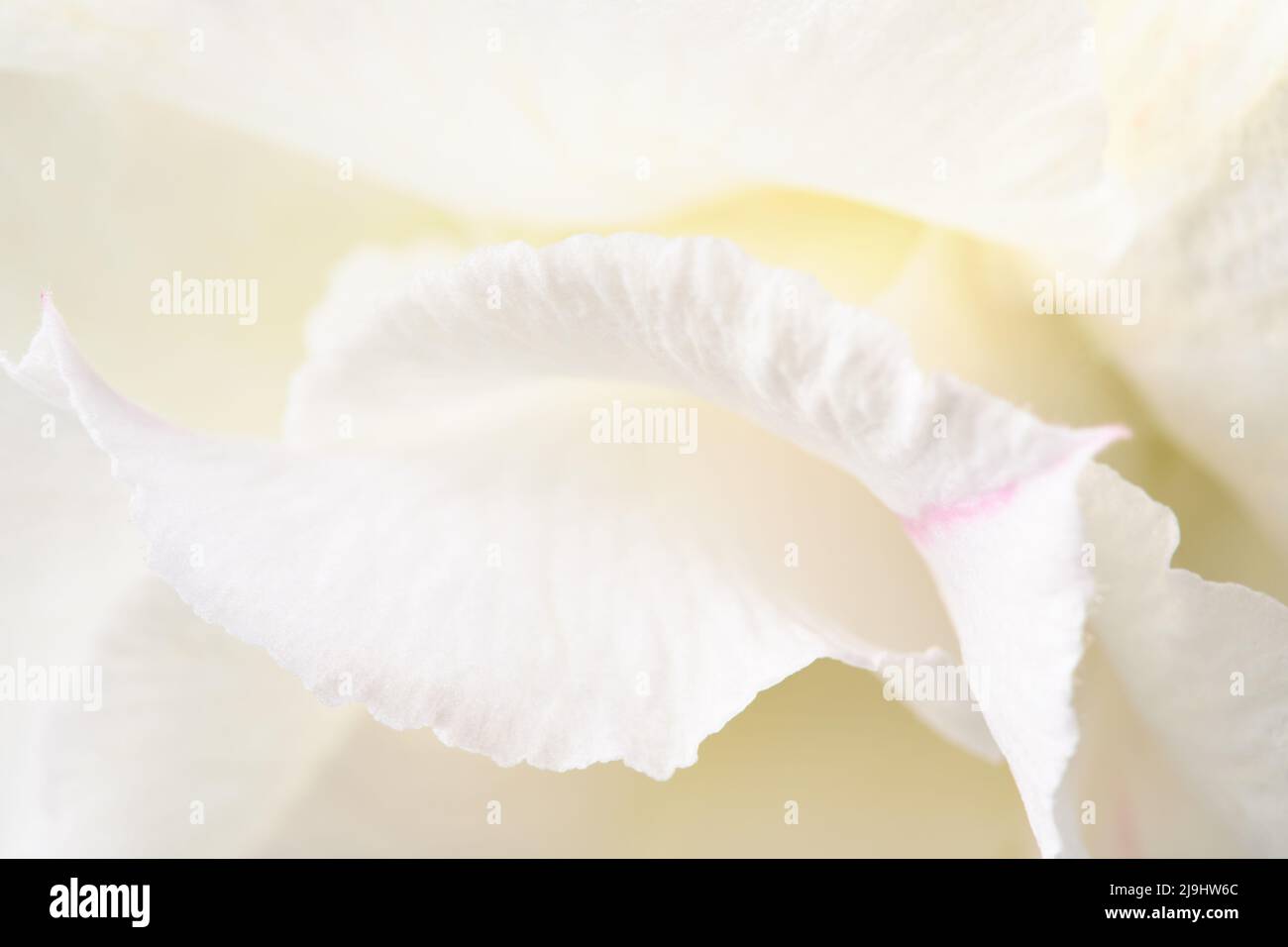 Pétalos de flores de color crema blanco, fondo de flores de color pastel, textura suave. Foto de stock