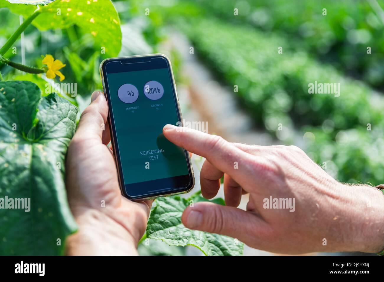 Manos del granjero que examinan la humedad con el teléfono inteligente en el invernadero Foto de stock