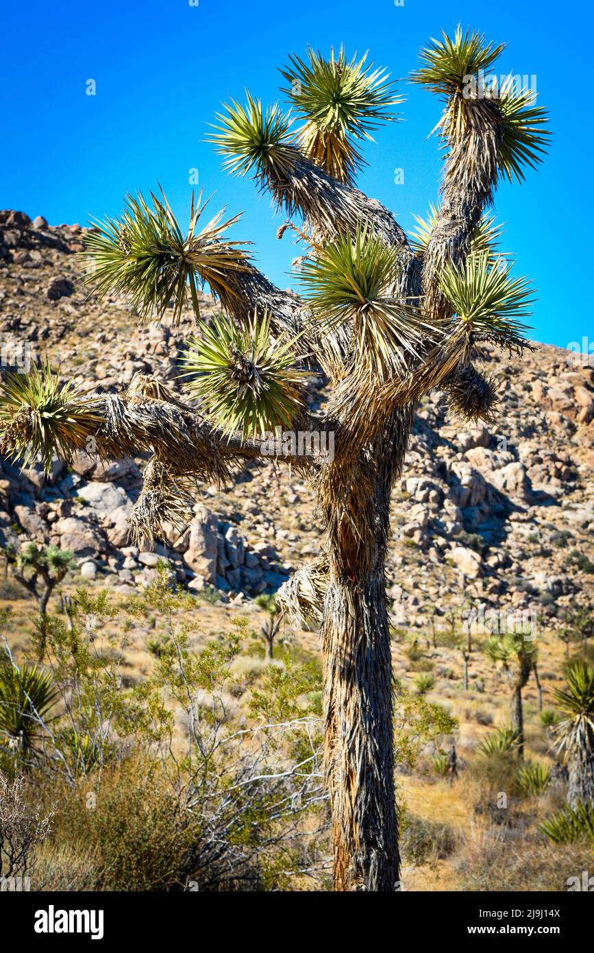 El único árbol de Josué, del género Yucca, con su tronco peludo y cúmulos de aguja entre el paisaje desértico en el Parque Nacional Joshua Tree, en el Foto de stock