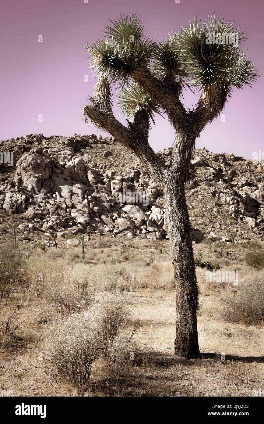 El único árbol de Josué con su tronco con barba y hojas puntiagudas entre las rocas y rocas del Parque Nacional Joshua Tree, en el desierto de Mojave, CA Foto de stock