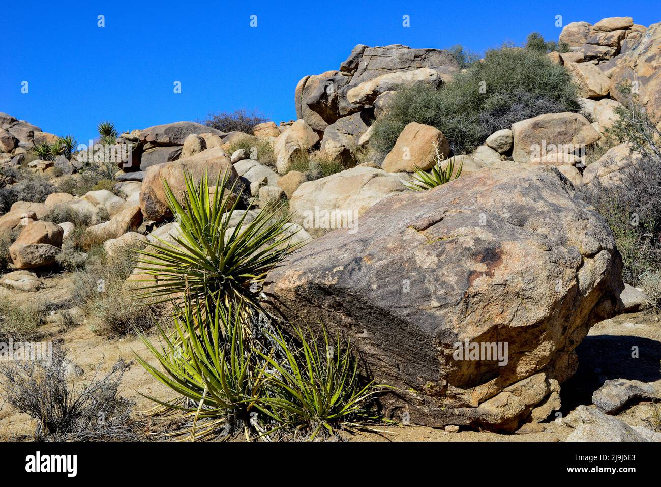 El único Parque Nacional Joshua Tree, salpicado de cactus y árboles de Josué, entre formaciones rocosas de erupciones y erosión, en el desierto de Mojave, CA Foto de stock