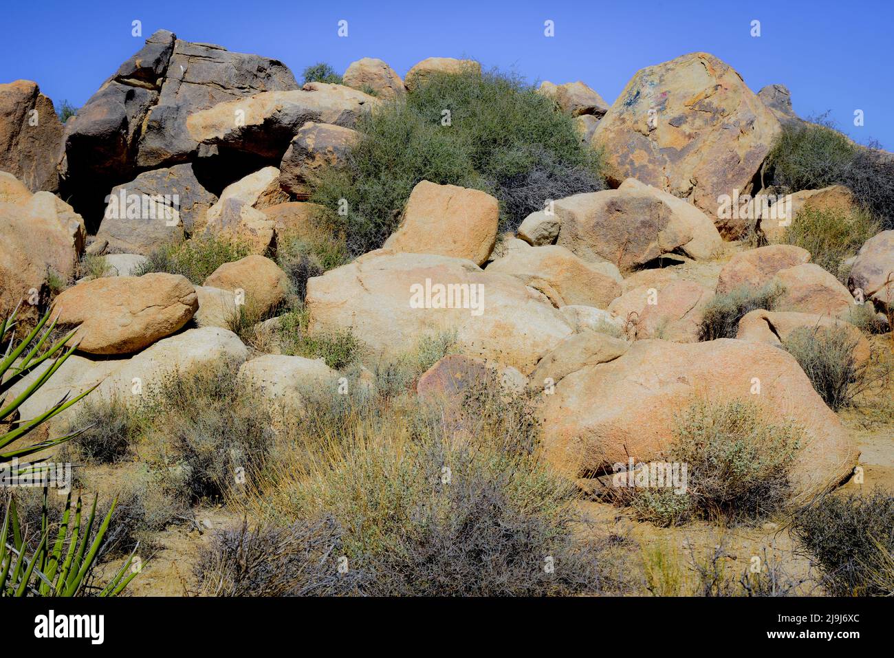 El único Parque Nacional Joshua Tree, salpicado de cactus y árboles de Josué, entre formaciones rocosas de erupciones y erosión, en el desierto de Mojave, CA Foto de stock