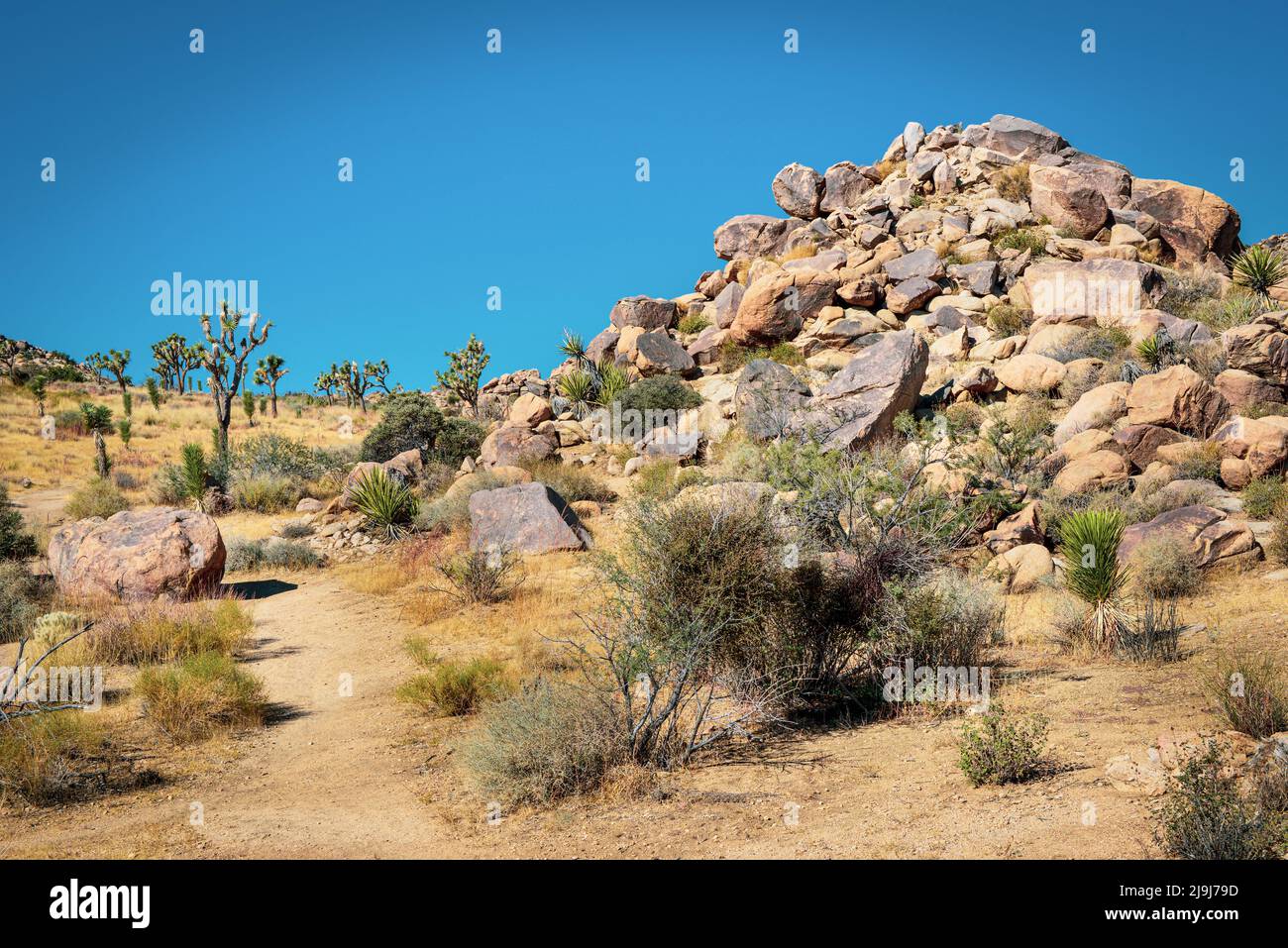 El único árbol de Josué con su tronco con barba y hojas puntiagudas en las rocas y rocas del Parque Nacional Joshua Tree, en el desierto de Mojave, CA Foto de stock
