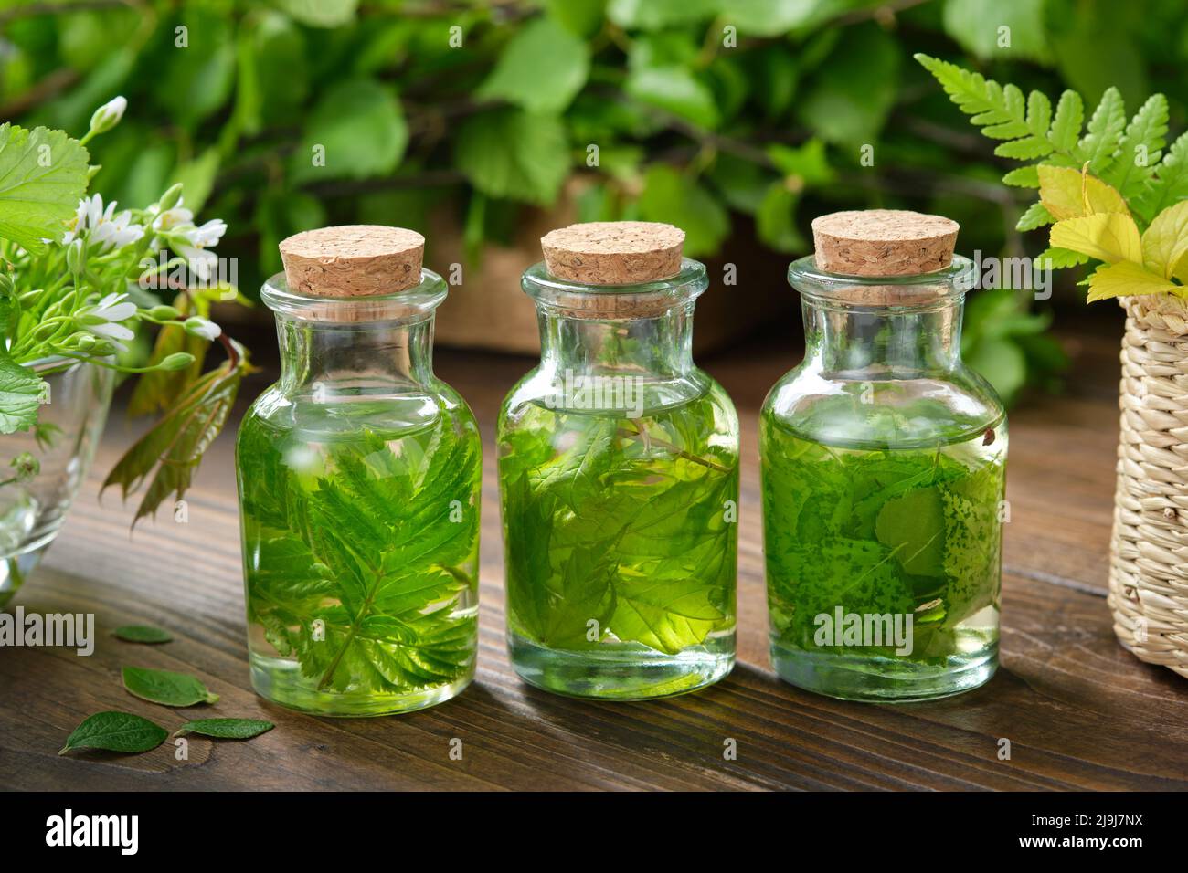Botellas de aceite esencial o infusión de hierbas medicinales, plantas medicinales curativas. Medicina herbaria alternativa. Foto de stock