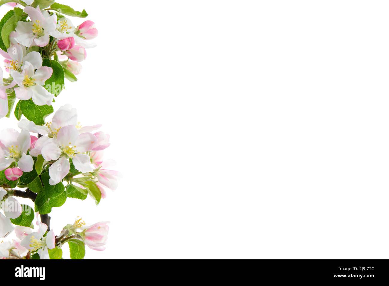 Rama de hermoso árbol de manzana flor de primavera sobre fondo blanco. Foto de stock