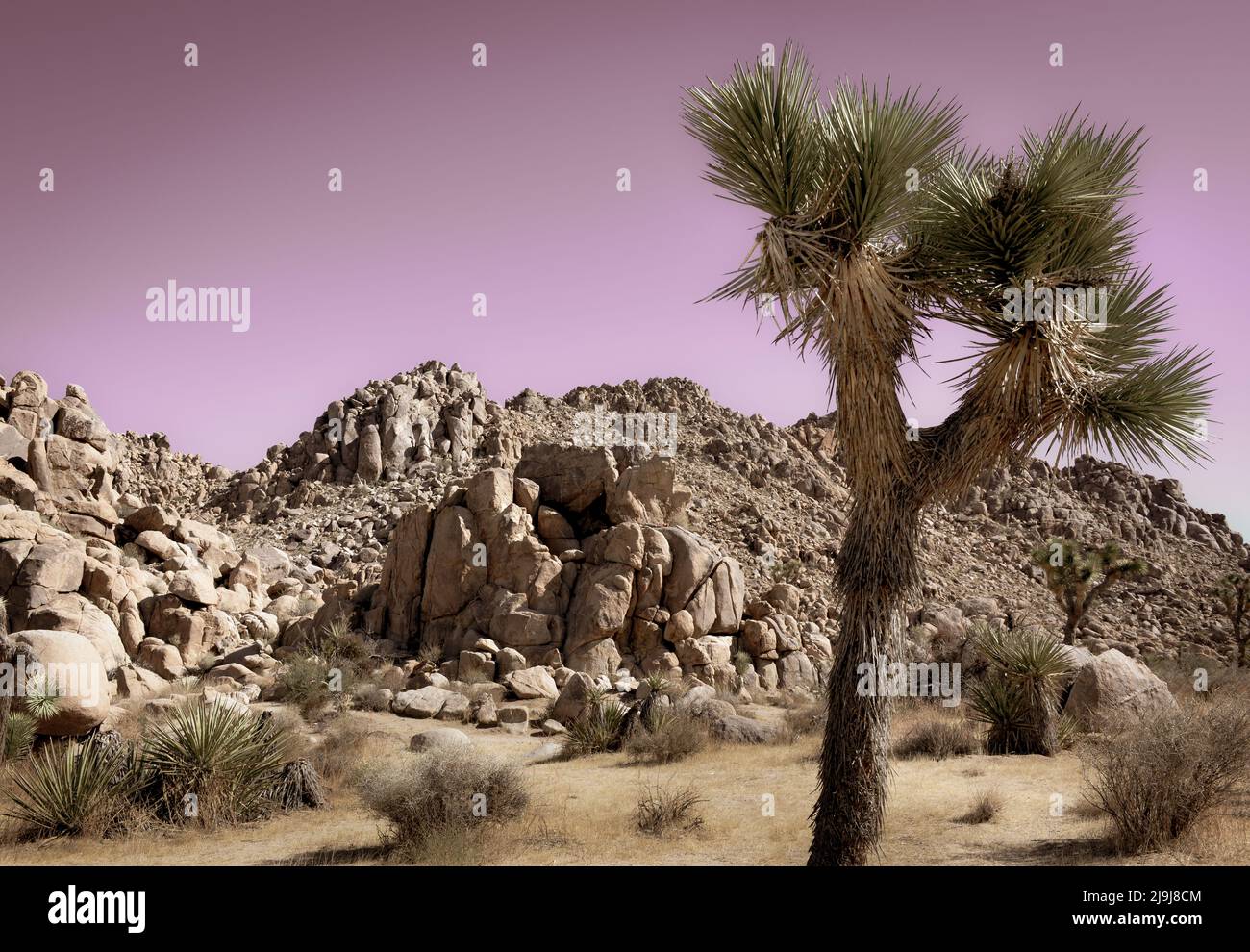 El único árbol de Josué con su tronco con barba y hojas puntiagudas en las rocas y rocas del Parque Nacional Joshua Tree, en el desierto de Mojave, CA Foto de stock
