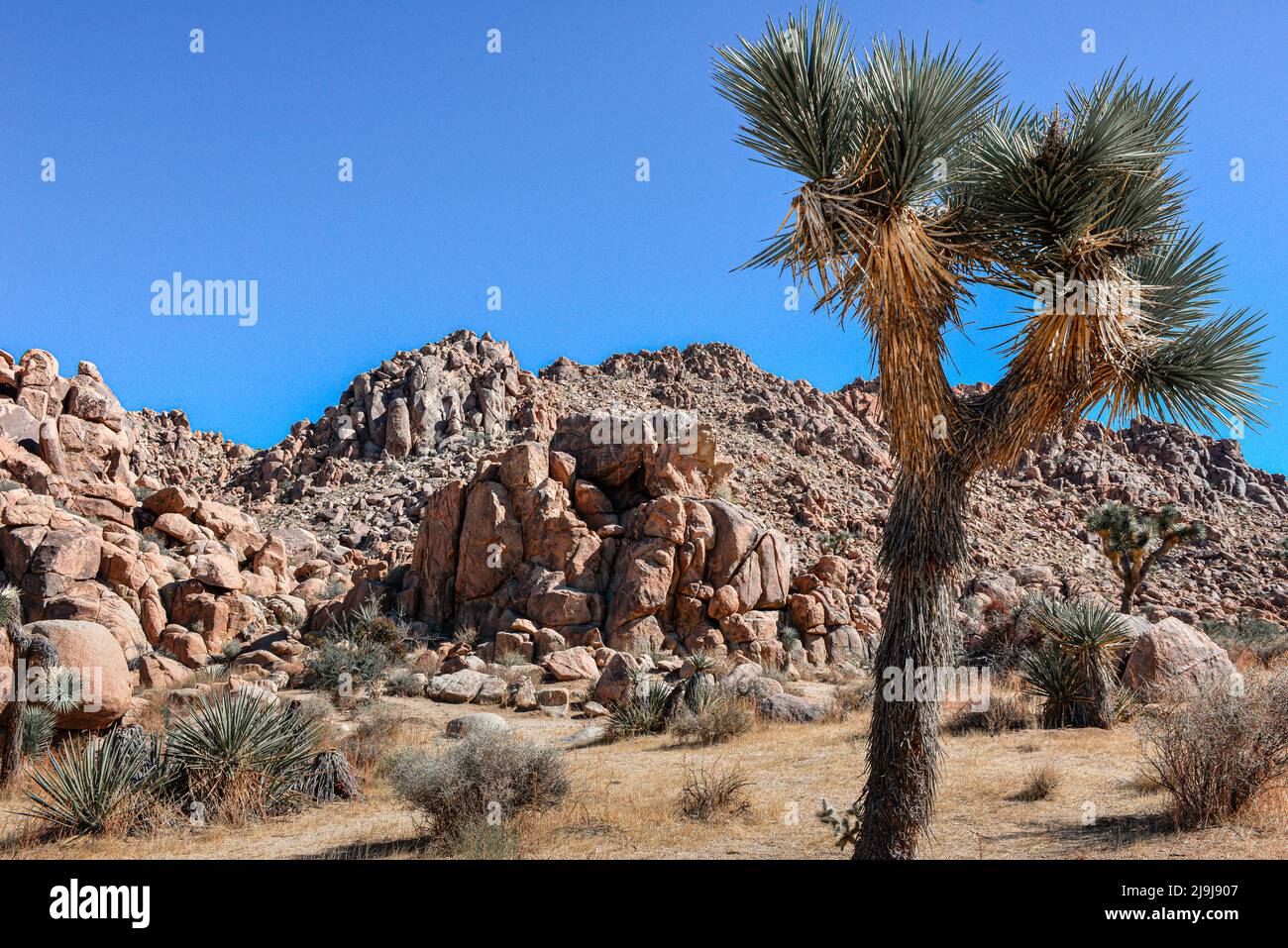 El único árbol de Josué con su tronco con barba y hojas puntiagudas en las rocas y rocas del Parque Nacional Joshua Tree, en el desierto de Mojave, CA Foto de stock