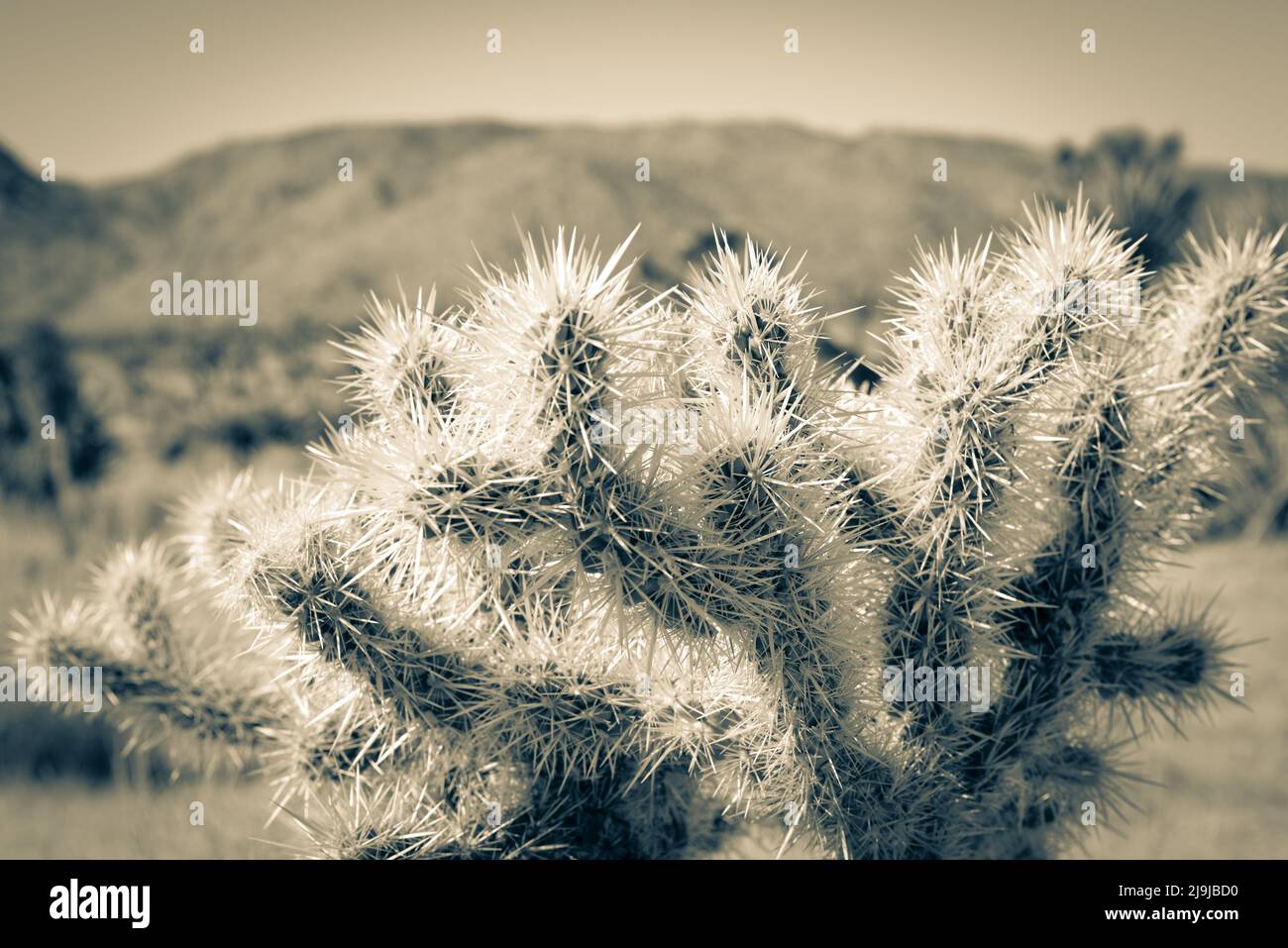 El exclusivo jardín de cactus Cholla con montañas lejanas en el Parque Nacional Joshua Tree en el desierto de Mojave, CA Foto de stock
