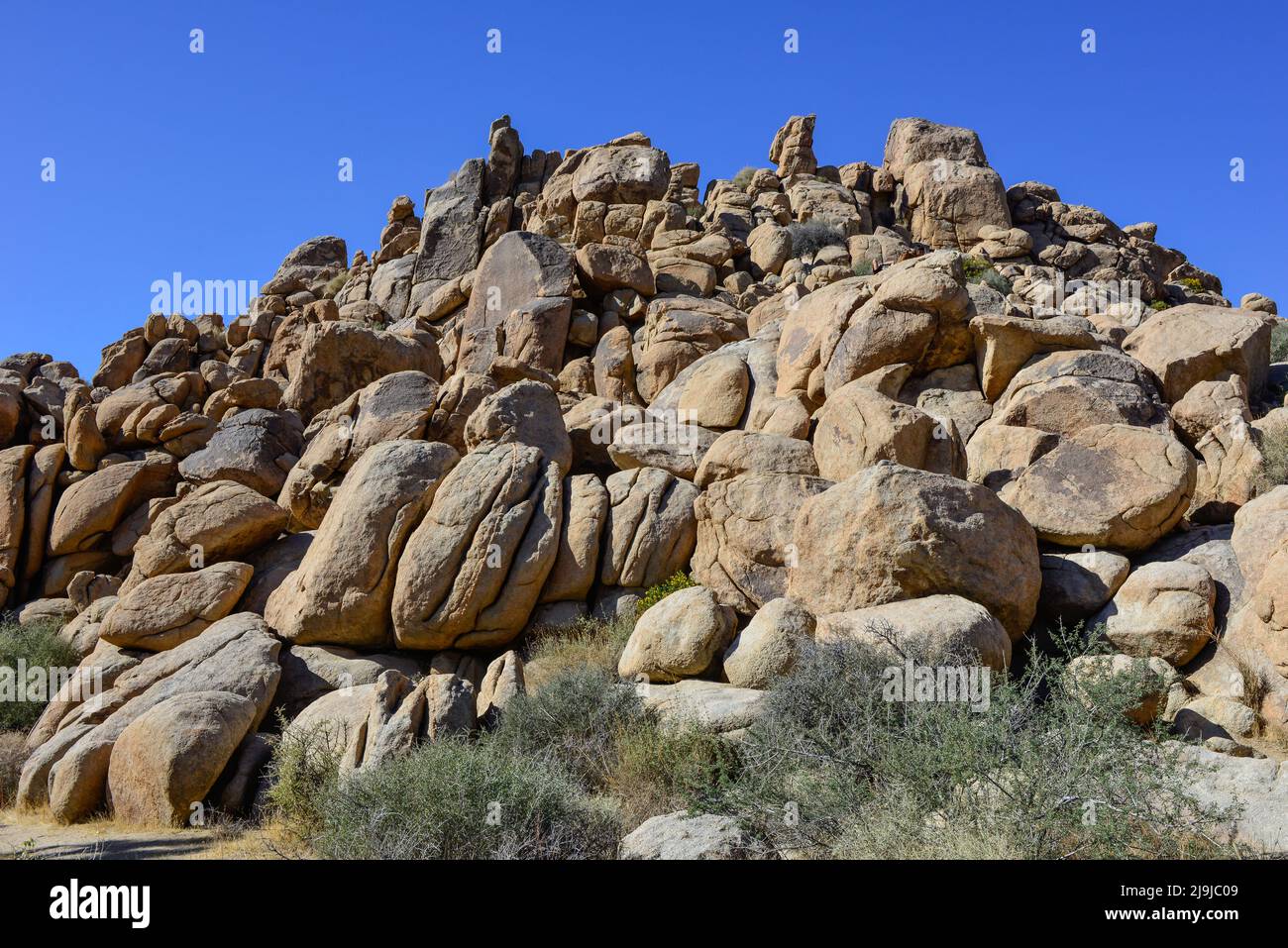 El único árbol de Josué con su tronco peludo y cúmulos de aguja entre las rocas del Parque Nacional Joshua Tree, en el desierto de Mojave, al sur Foto de stock