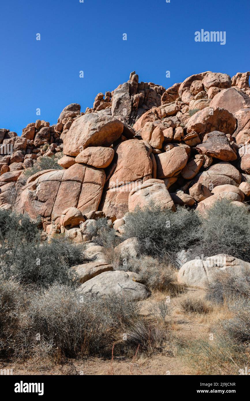 El único árbol de Josué con su tronco peludo y cúmulos de aguja entre las rocas del Parque Nacional Joshua Tree, en el desierto de Mojave, al sur Foto de stock