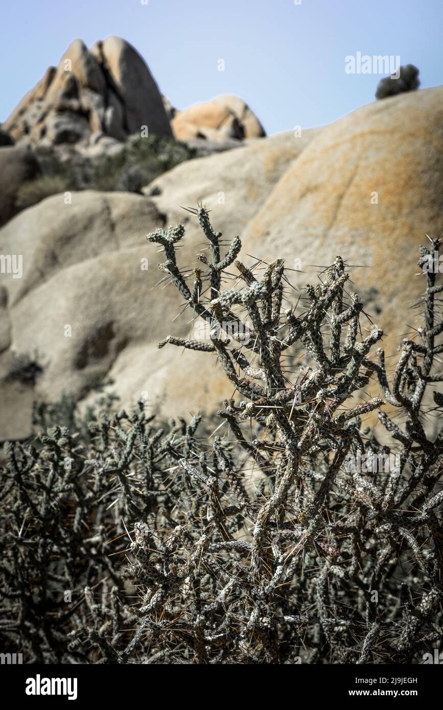 Una planta de cholla moribunda entre el paisaje desértico y las rocas en el Parque Nacional Joshua Tree en el Desierto de Mojave, CA Foto de stock