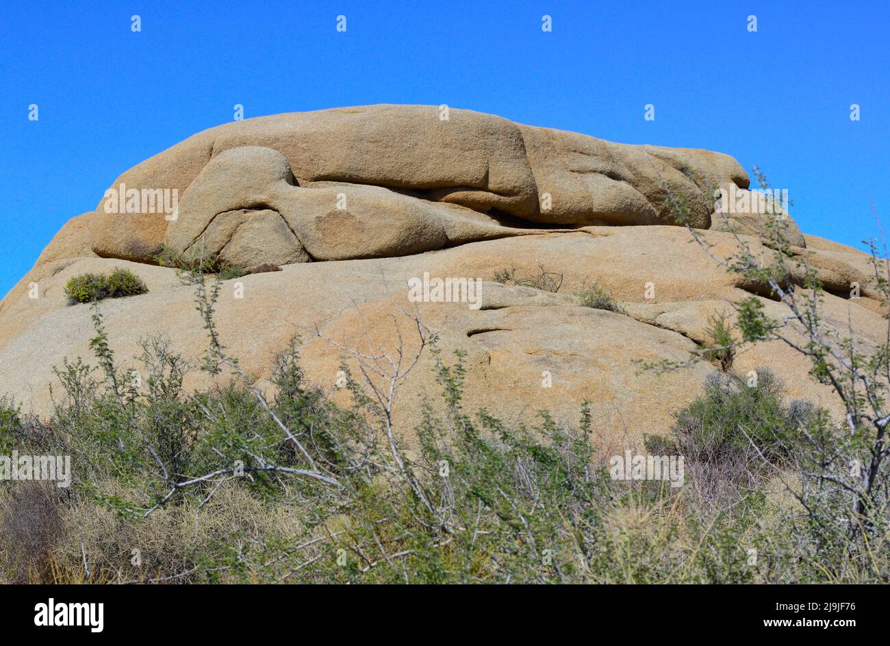 Las rocas únicas creadas por la tectónica de placas y erosión y vegetación única en el Parque Nacional Joshua Tree, en el desierto de Mojave, CA Foto de stock