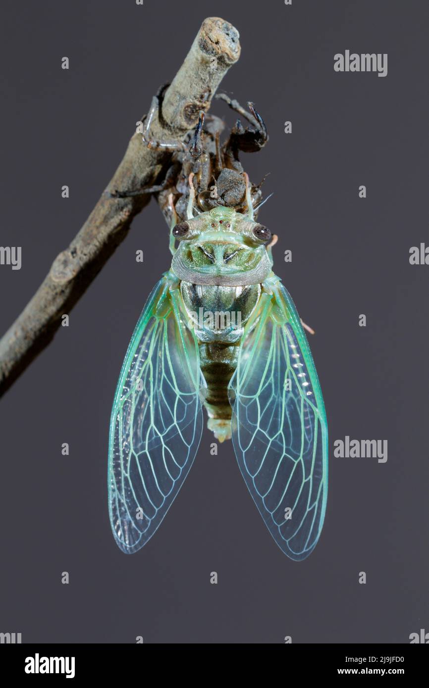 Resh cicada (Megatibicen resh) recientemente molted de la ninfa está extendiendo sus alas, Galveston, Texas, EE.UU. Foto de stock